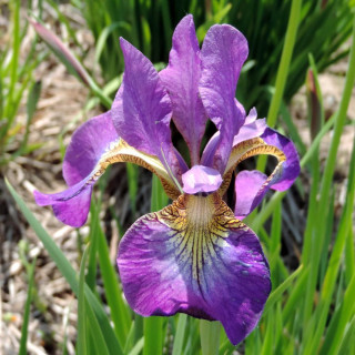 Plantes Vivaces IRIS sibirica 'Sparkling Rose' - Iris de Sibérie en vente - Pépinière Lepage .