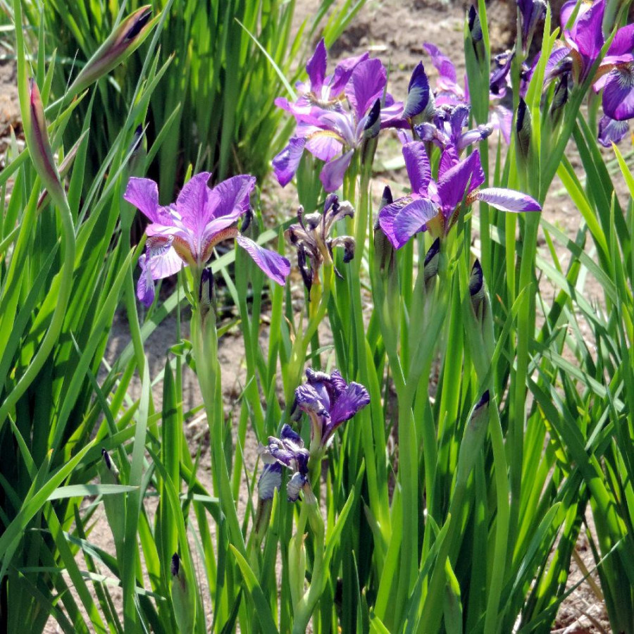 Plantes Vivaces IRIS sibirica 'Sparkling Rose' - Iris de Sibérie en vente - Pépinière Lepage .