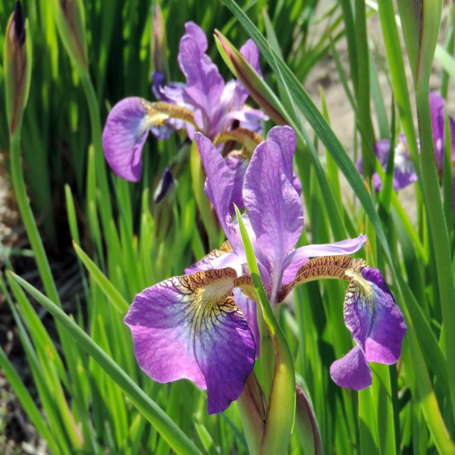 Plantes Vivaces IRIS sibirica 'Sparkling Rose' - Iris de Sibérie en vente - Pépinière Lepage .