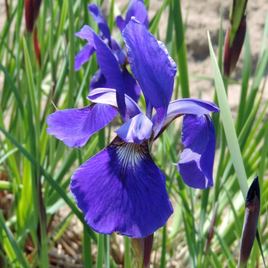 Plantes Vivaces IRIS sibirica 'Tropical Night' - Iris de Sibérie en vente - Pépinière Lepage .