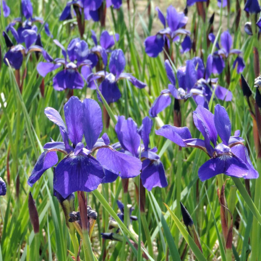 Plantes Vivaces IRIS sibirica 'Tropical Night' - Iris de Sibérie en vente - Pépinière Lepage .