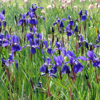 Plantes Vivaces IRIS sibirica 'Tropical Night' - Iris de Sibérie en vente - Pépinière Lepage .