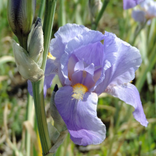 IRIS pallida 'Argentea Variegata'