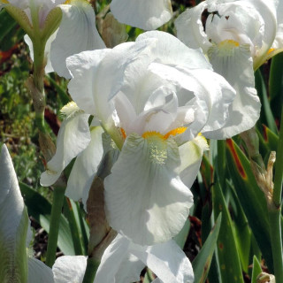 IRIS germanica 'Florentina'