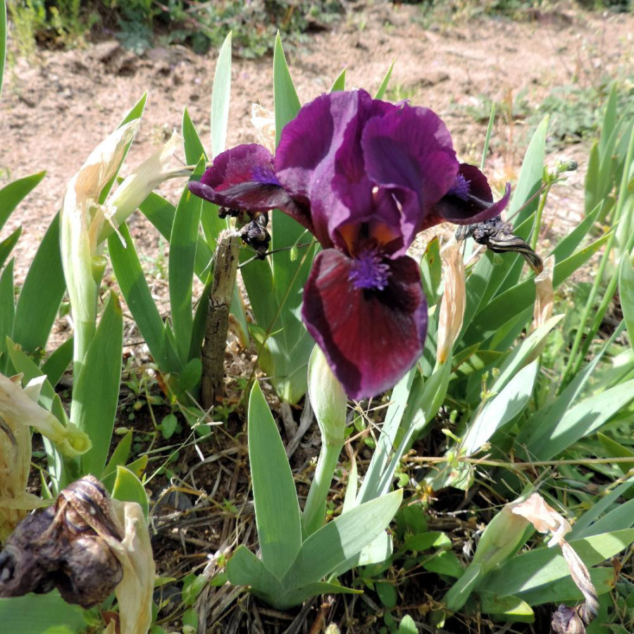 Plantes Vivaces IRIS b-n 'Cherry Garden' (Lilliput) - Iris des Jardins en vente - Iris Lilliput en vente - Pépinière Lepage .