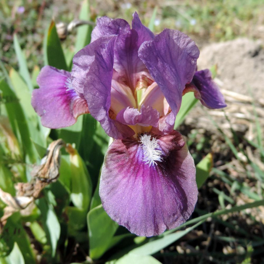 Plantes Vivaces IRIS b-n 'Color me Rose' (Lilliput) - Iris des Jardins en vente - Iris Lilliput en vente - Pépinière Lepage .