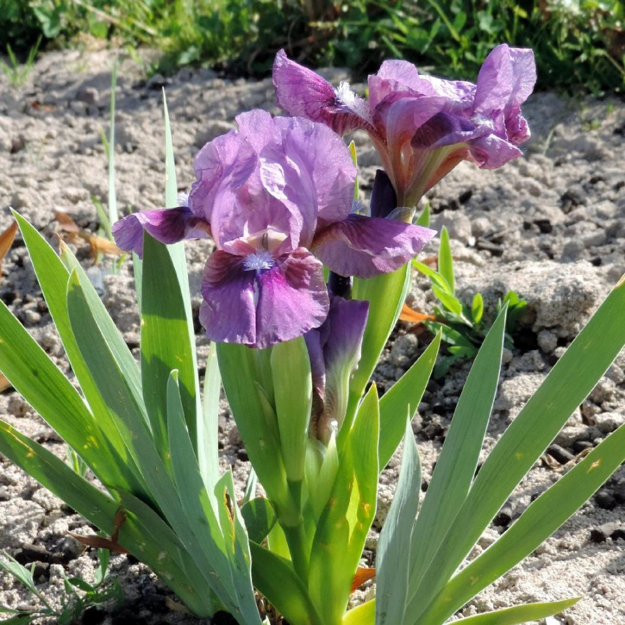 Plantes Vivaces IRIS b-n 'Color me Rose' (Lilliput) - Iris des Jardins en vente - Iris Lilliput en vente - Pépinière Lepage .