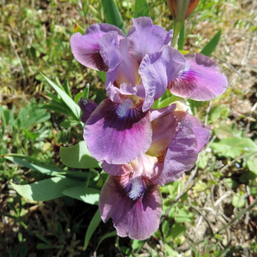 Plantes Vivaces IRIS b-n 'Color me Rose' (Lilliput) - Iris des Jardins en vente - Iris Lilliput en vente - Pépinière Lepage .