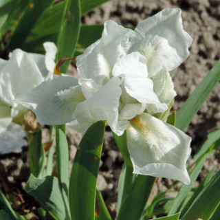 IRIS b-n 'Crispy' (pumila)