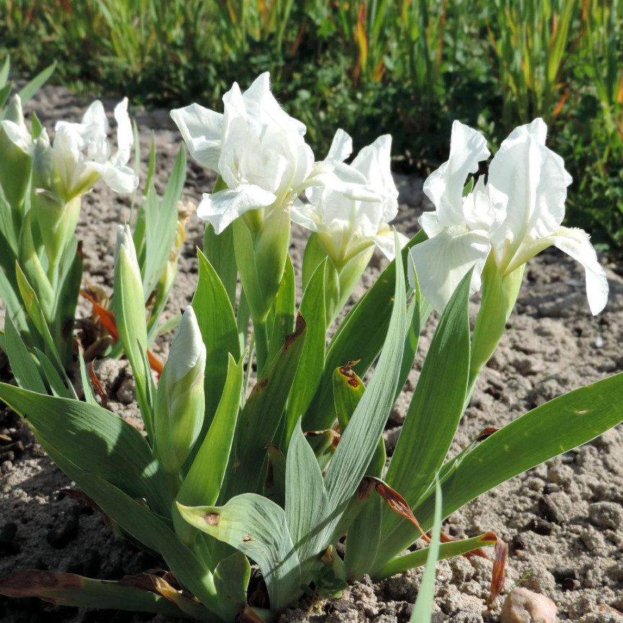 Plantes Vivaces IRIS b-n 'Crispy' (pumila) - Iris des Jardins en vente - Iris Pumila en vente - Pépinière Lepage .
