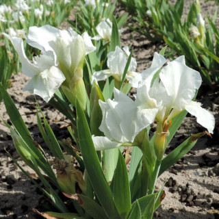 Plantes Vivaces IRIS b-n 'Crispy' (pumila) - Iris des Jardins en vente - Iris Pumila en vente - Pépinière Lepage .