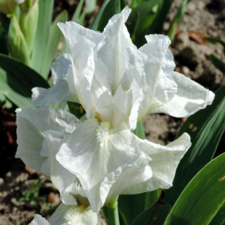 IRIS b-n 'Lilli-White' (Lilliput)