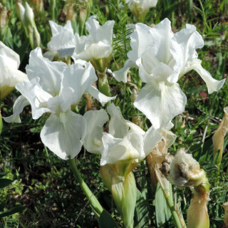 Plantes Vivaces IRIS b-n 'Lilli-White' (Lilliput) - Iris des Jardins en vente - Iris Lilliput en vente - Pépinière Lepage .