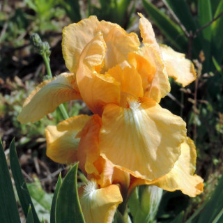 Plantes Vivaces IRIS b-n 'Melon Honey' (Lilliput) - Iris des Jardins en vente - Iris Lilliput en vente - Pépinière Lepage .