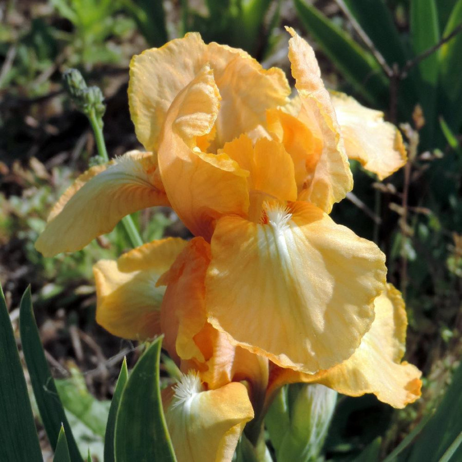 Plantes Vivaces IRIS b-n 'Melon Honey' (Lilliput) - Iris des Jardins en vente - Iris Lilliput en vente - Pépinière Lepage .