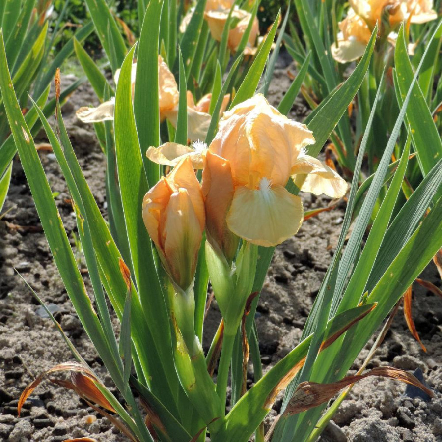Plantes Vivaces IRIS b-n 'Melon Honey' (Lilliput) - Iris des Jardins en vente - Iris Lilliput en vente - Pépinière Lepage .