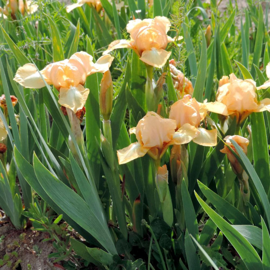 Plantes Vivaces IRIS b-n 'Melon Honey' (Lilliput) - Iris des Jardins en vente - Iris Lilliput en vente - Pépinière Lepage .