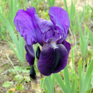 Plantes Vivaces IRIS b-m 'Eleanor Roosevelt' - Iris des Jardins en vente - Iris Intermédiaire en vente - Pépinière Lepage .