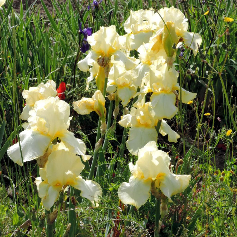 Plantes Vivaces IRIS b-e 'Antique Ivory' - Iris des Jardins en vente - Iris Barbus en vente - Pépinière Lepage .