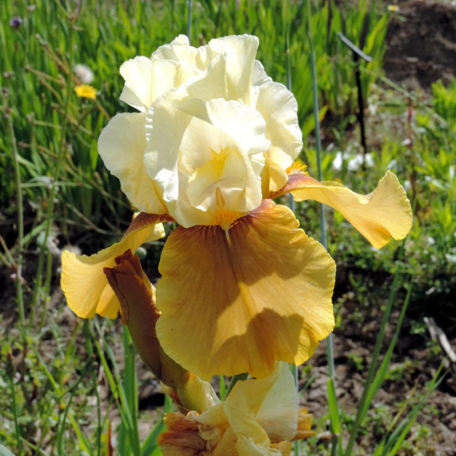 Plantes Vivaces IRIS b-e 'Bayberry Candle' - Iris des Jardins en vente - Iris Barbus en vente - Pépinière Lepage .