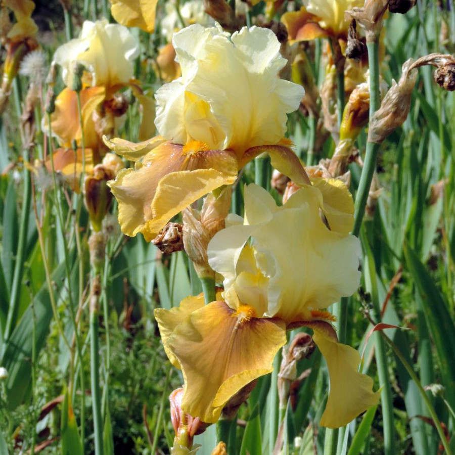 Plantes Vivaces IRIS b-e 'Bayberry Candle' - Iris des Jardins en vente - Iris Barbus en vente - Pépinière Lepage .