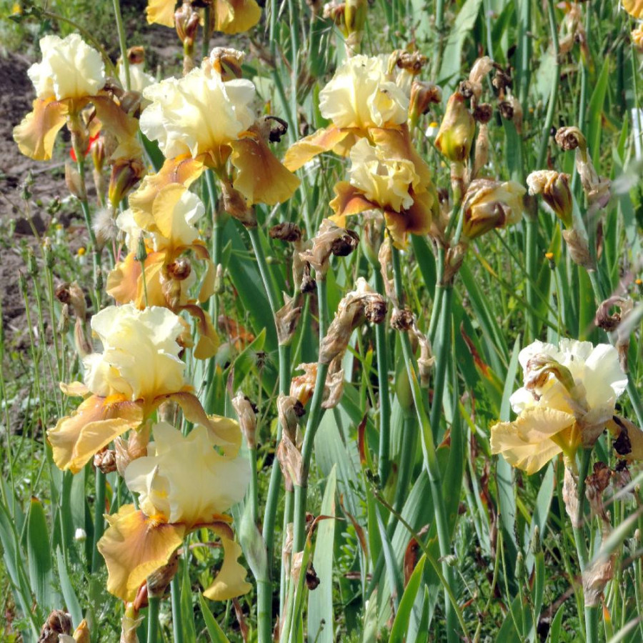 Plantes Vivaces IRIS b-e 'Bayberry Candle' - Iris des Jardins en vente - Iris Barbus en vente - Pépinière Lepage .