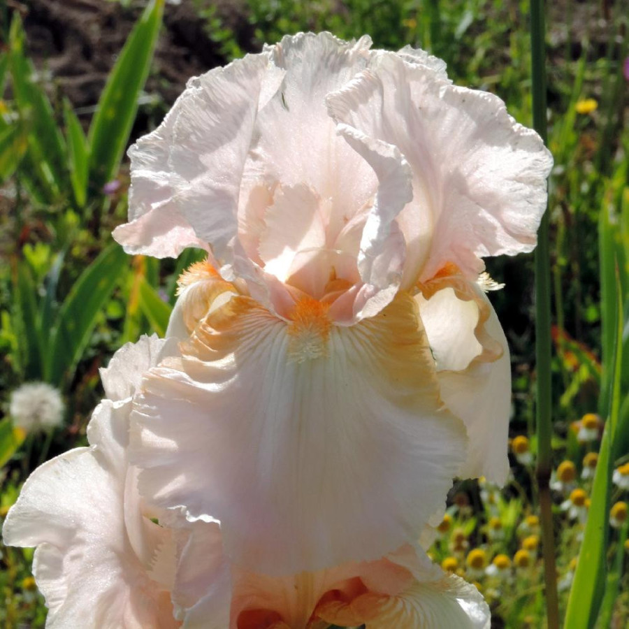 Plantes Vivaces IRIS b-e 'Buffy' - Iris des Jardins en vente - Iris Barbus en vente - Pépinière Lepage .