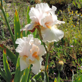 Plantes Vivaces IRIS b-e 'Buffy' - Iris des Jardins en vente - Iris Barbus en vente - Pépinière Lepage .