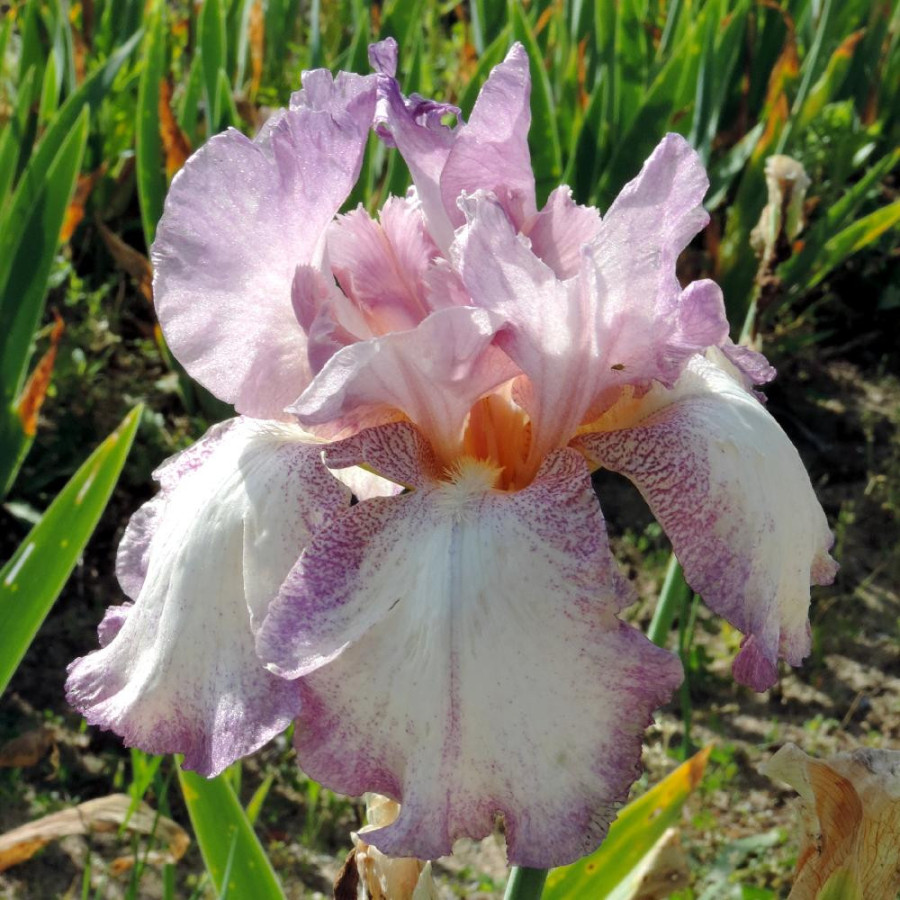 Plantes Vivaces IRIS b-e 'Casino Queen' - Iris des Jardins en vente - Iris Barbus en vente - Pépinière Lepage .