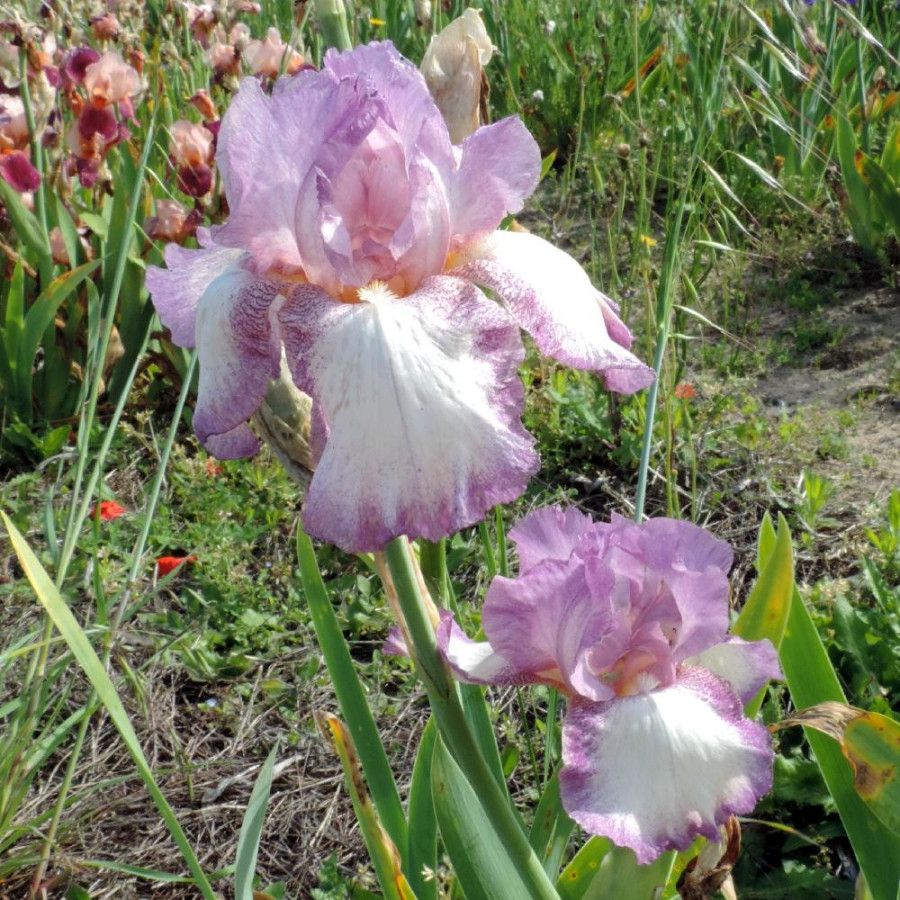 Plantes Vivaces IRIS b-e 'Casino Queen' - Iris des Jardins en vente - Iris Barbus en vente - Pépinière Lepage .