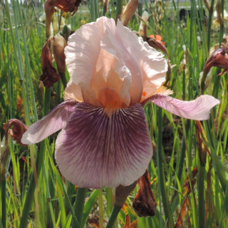 IRIS b-e 'Color Carnival'