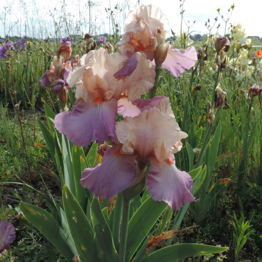 IRIS b-e 'Coquetterie'