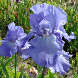 Plantes Vivaces IRIS b-e 'Crystal Blue' - Iris des Jardins en vente - Iris Barbus en vente - Pépinière Lepage .