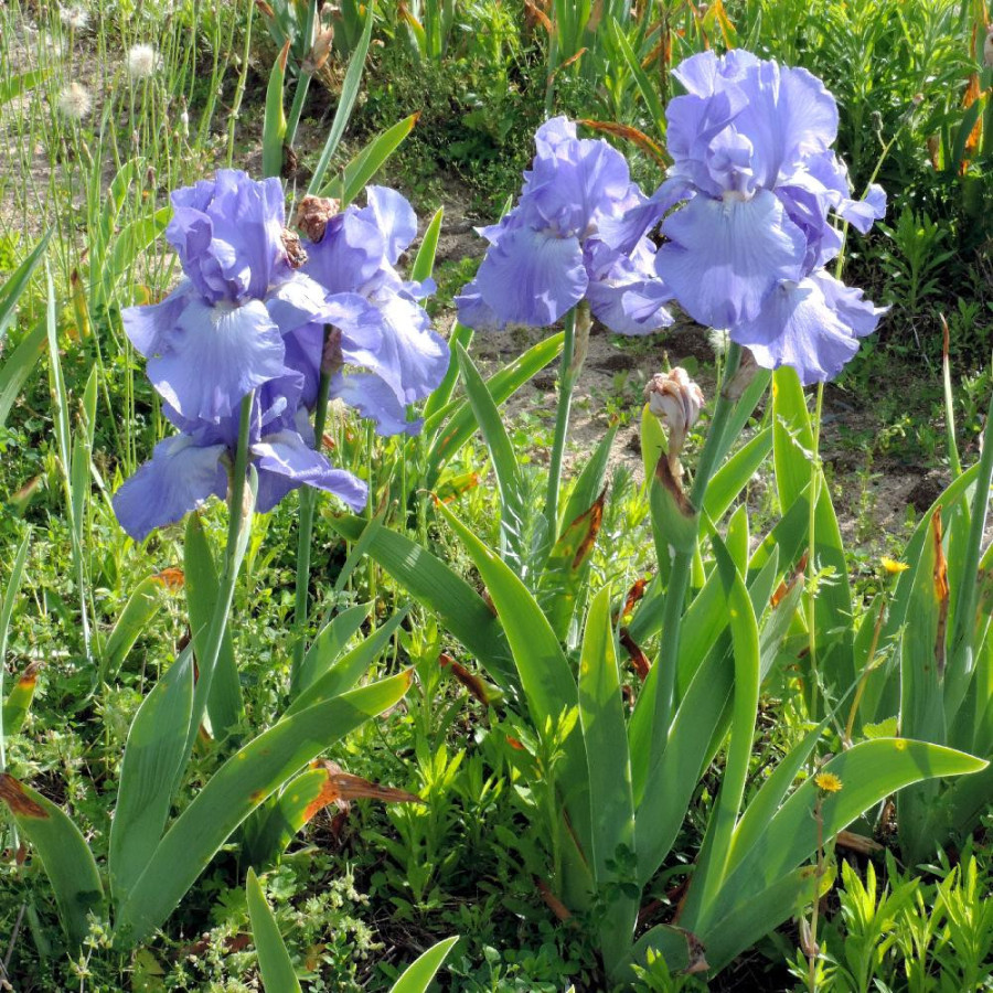 Plantes Vivaces IRIS b-e 'Crystal Blue' - Iris des Jardins en vente - Iris Barbus en vente - Pépinière Lepage .