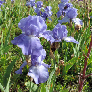 Plantes Vivaces IRIS b-e 'Crystal Blue' - Iris des Jardins en vente - Iris Barbus en vente - Pépinière Lepage .
