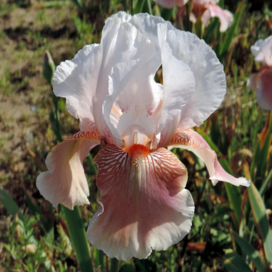 Plantes Vivaces IRIS b-e 'Delicato' - Iris des Jardins en vente - Iris Barbus en vente - Pépinière Lepage .