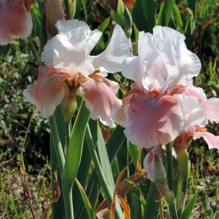 Plantes Vivaces IRIS b-e 'Delicato' - Iris des Jardins en vente - Iris Barbus en vente - Pépinière Lepage .