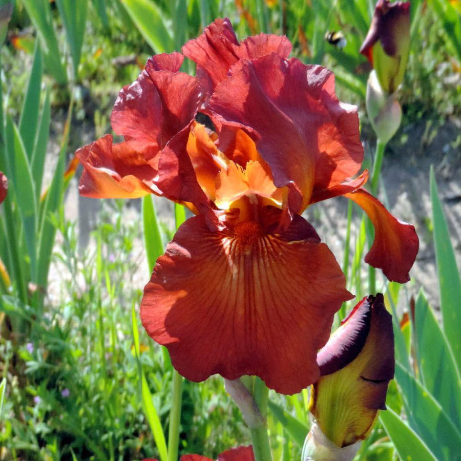 Plantes Vivaces IRIS b-e 'Dutch Chocolate' - Iris des Jardins en vente - Iris Barbus en vente - Pépinière Lepage .