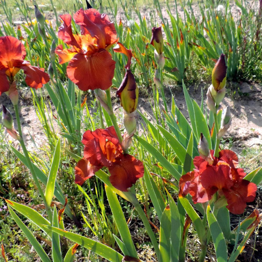 Plantes Vivaces IRIS b-e 'Dutch Chocolate' - Iris des Jardins en vente - Iris Barbus en vente - Pépinière Lepage .