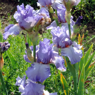 Plantes Vivaces IRIS b-e 'Falbala' - Iris des Jardins en vente - Iris Barbus en vente - Pépinière Lepage .