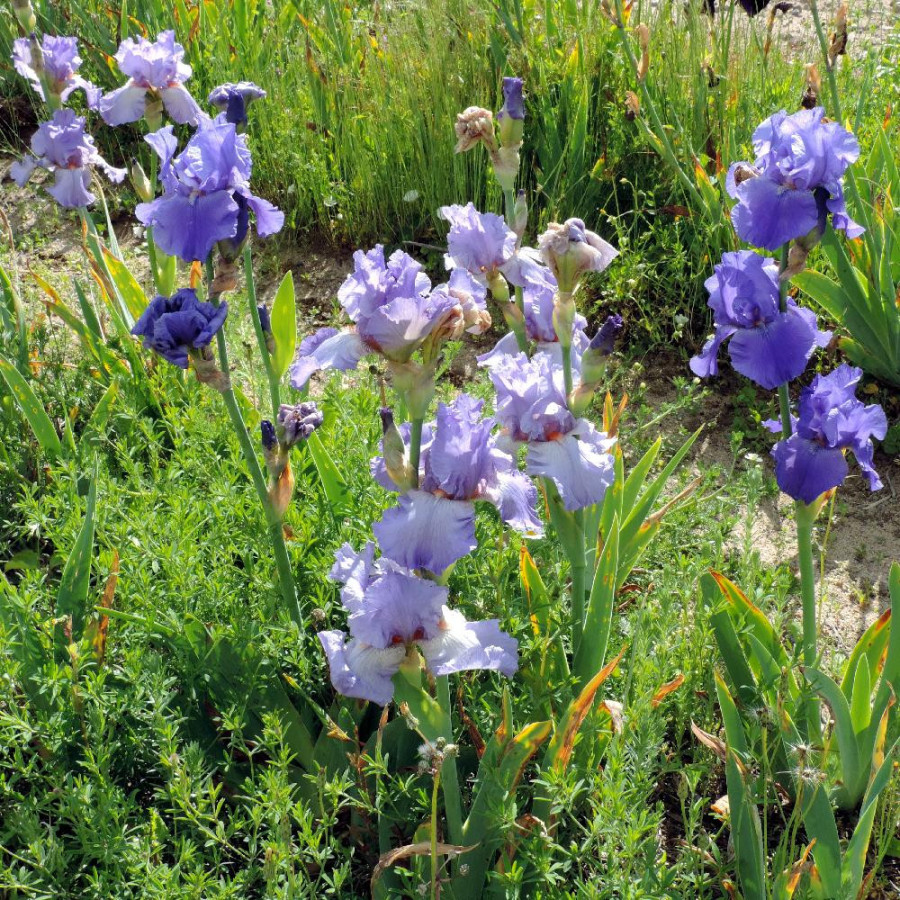 Plantes Vivaces IRIS b-e 'Falbala' - Iris des Jardins en vente - Iris Barbus en vente - Pépinière Lepage .