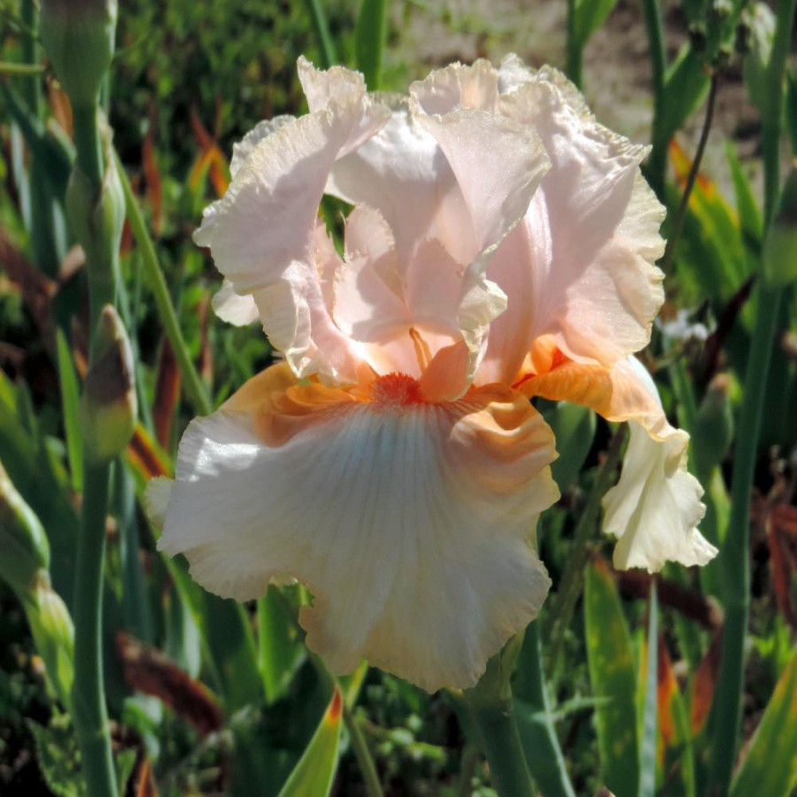 Plantes Vivaces IRIS b-e 'Feminine Charm' - Iris des Jardins en vente - Iris Barbus en vente - Pépinière Lepage .