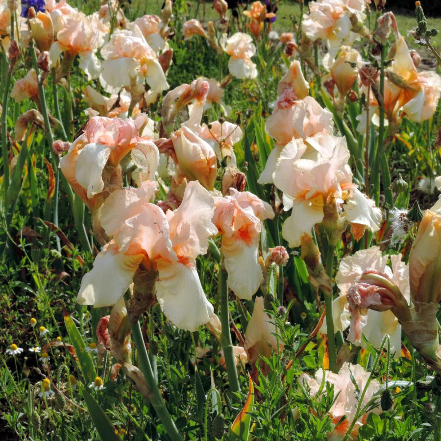 Plantes Vivaces IRIS b-e 'Feminine Charm' - Iris des Jardins en vente - Iris Barbus en vente - Pépinière Lepage .