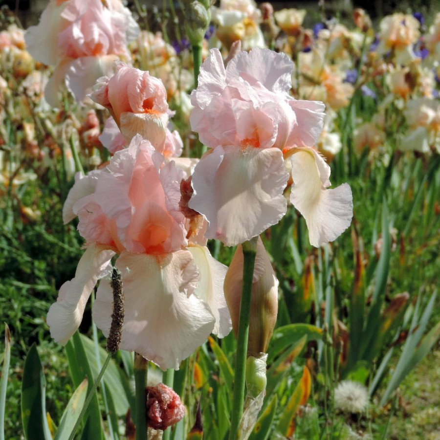 Plantes Vivaces IRIS b-e 'Flamant Rose' - Iris des Jardins en vente - Iris Barbus en vente - Pépinière Lepage .