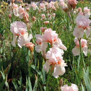 Plantes Vivaces IRIS b-e 'Flamant Rose' - Iris des Jardins en vente - Iris Barbus en vente - Pépinière Lepage .