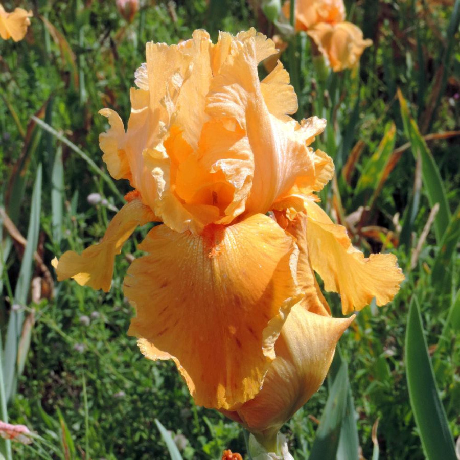 Plantes Vivaces IRIS b-e 'Flaming' - Iris des Jardins en vente - Iris Barbus en vente - Pépinière Lepage .