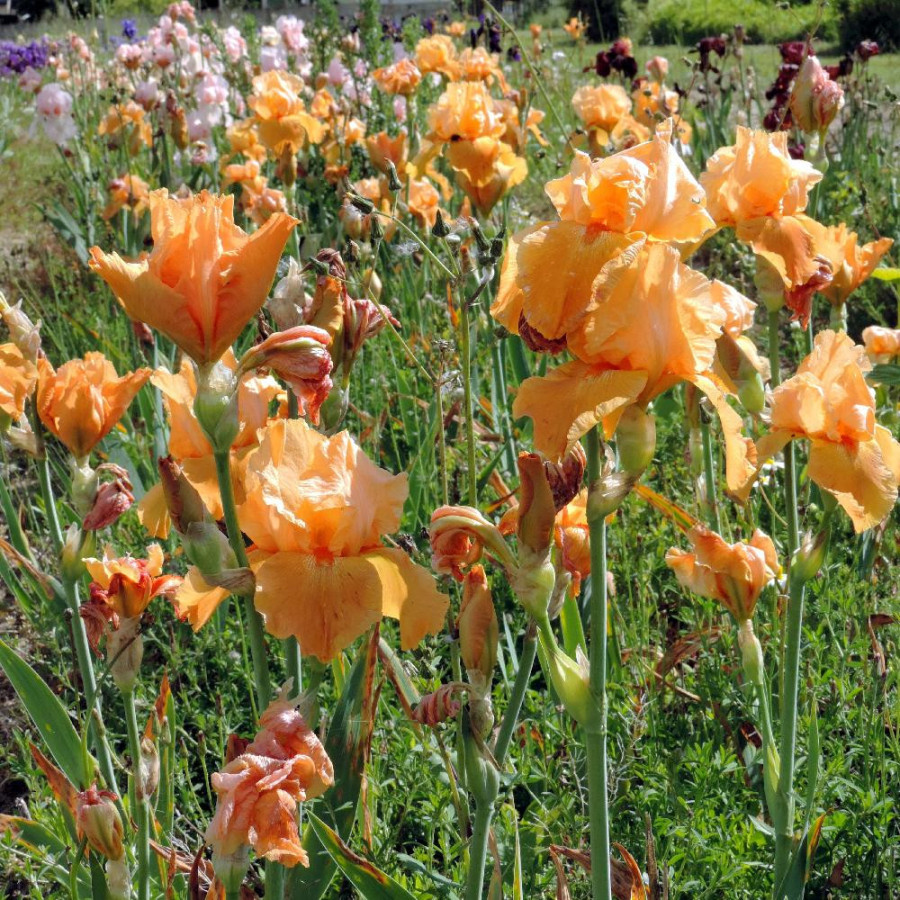 Plantes Vivaces IRIS b-e 'Flaming' - Iris des Jardins en vente - Iris Barbus en vente - Pépinière Lepage .