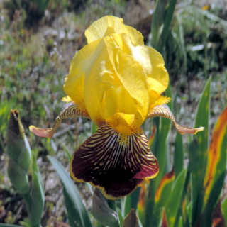 Plantes Vivaces IRIS b-e 'Flaming Dragon' - Iris des Jardins en vente - Iris Barbus en vente - Pépinière Lepage .