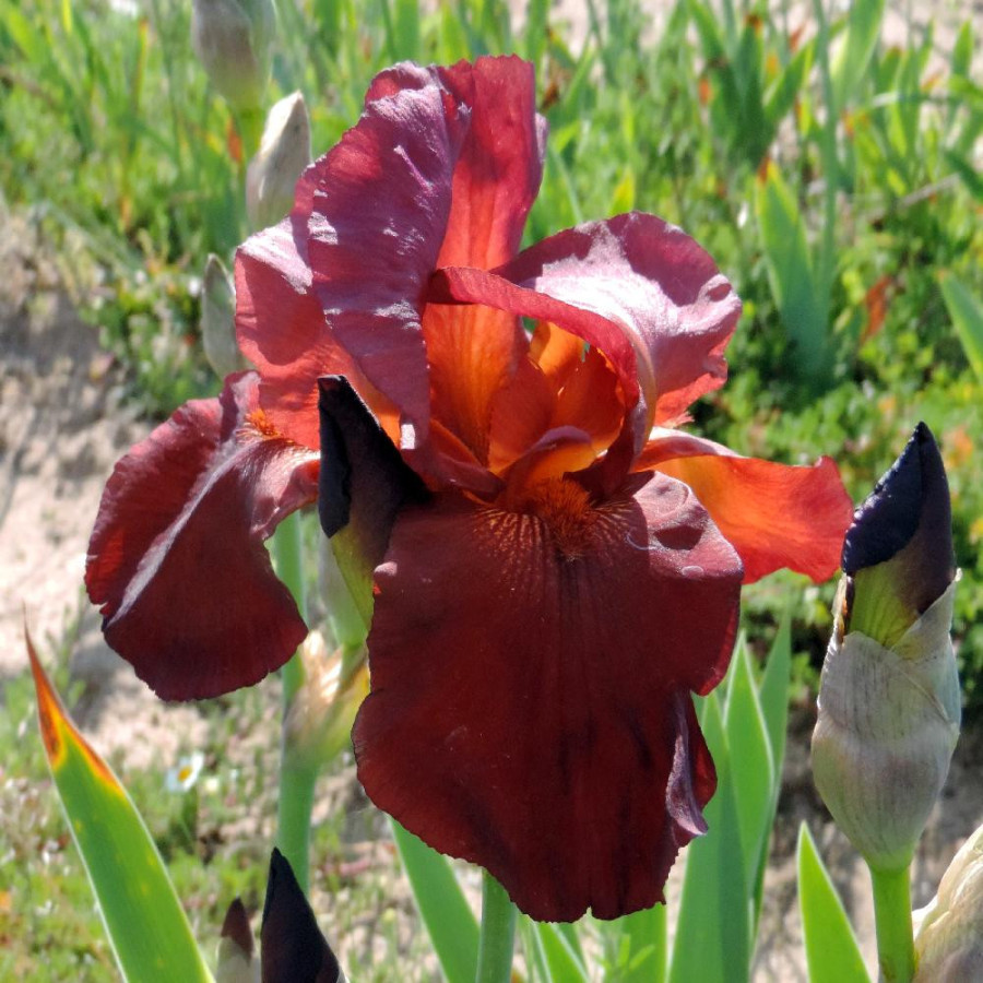 Plantes Vivaces IRIS b-e 'Frontier Marshall' - Iris des Jardins en vente - Iris Barbus en vente - Pépinière Lepage .