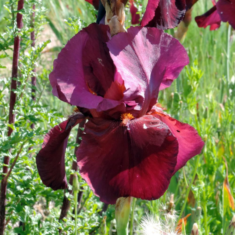 Plantes Vivaces IRIS b-e 'Garnet Robe' - Iris des Jardins en vente - Iris Barbus en vente - Pépinière Lepage .